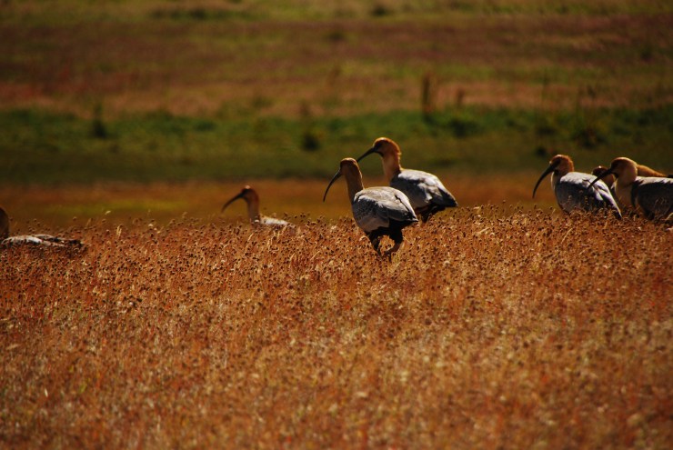 Ron's Patagonia - 0886
